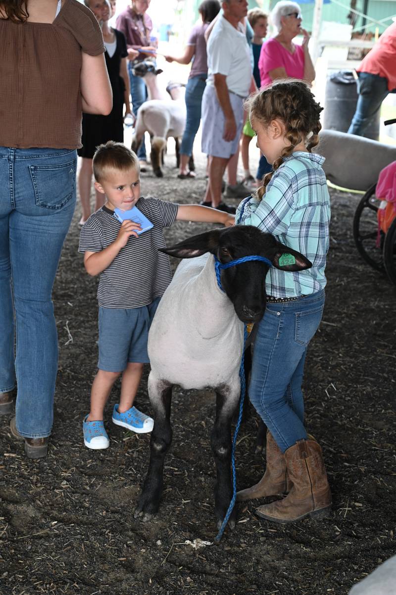 genesee county fair sheep show