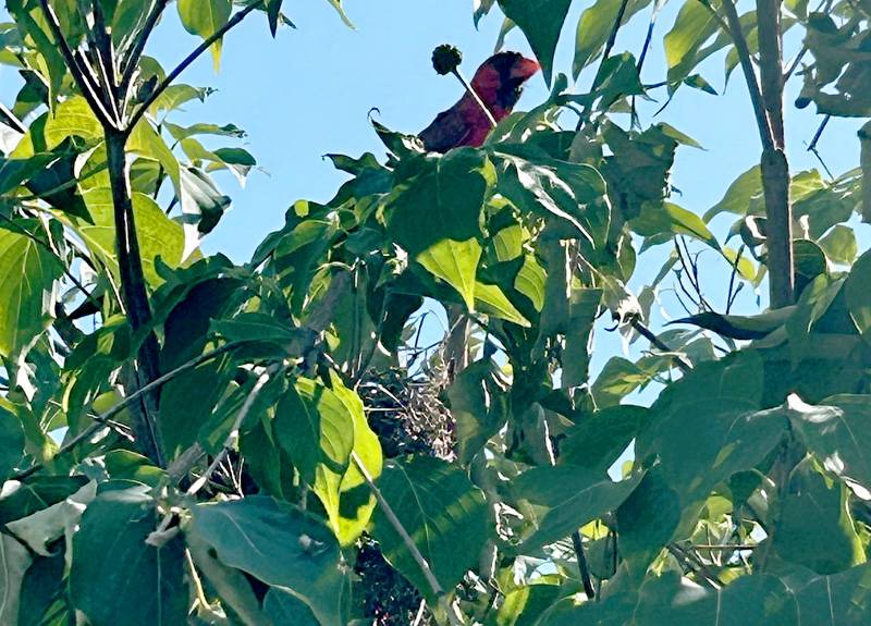 cardinal