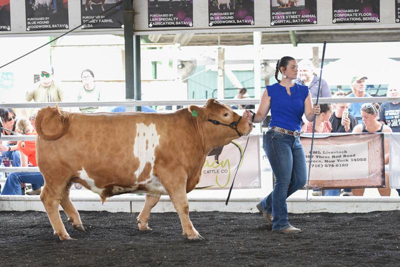 genesee county fair beef show