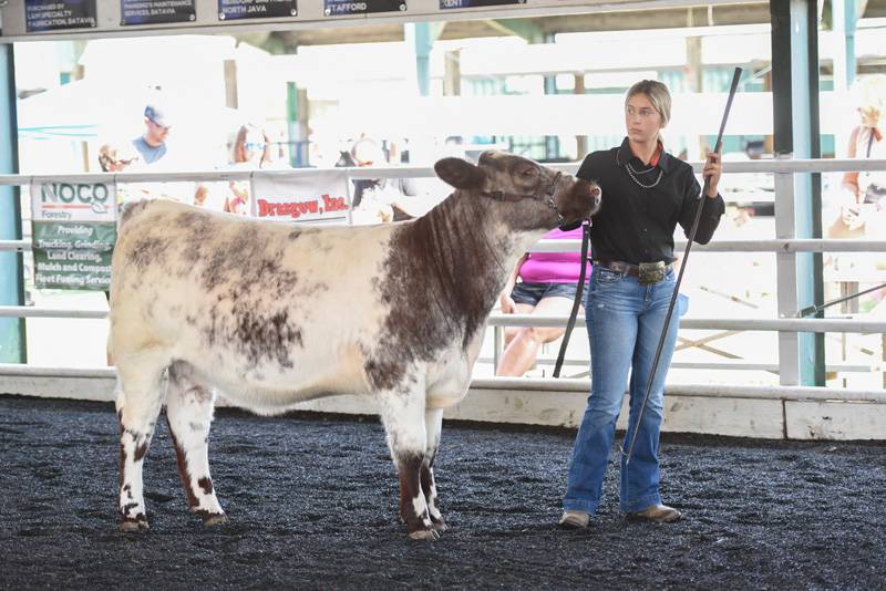 genesee county fair beef show