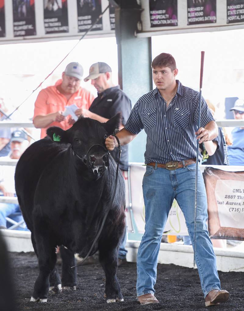 genesee county fair beef show