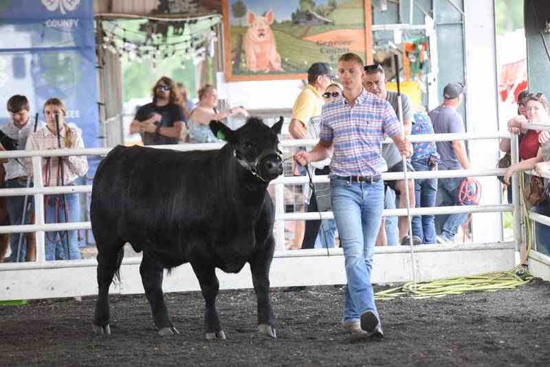 genesee county fair beef show