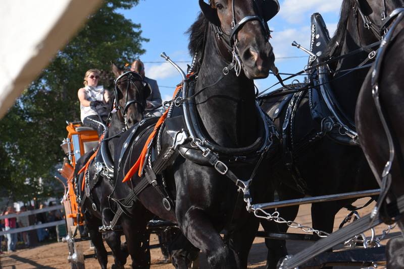 North American 6 Horse Hitch Classic