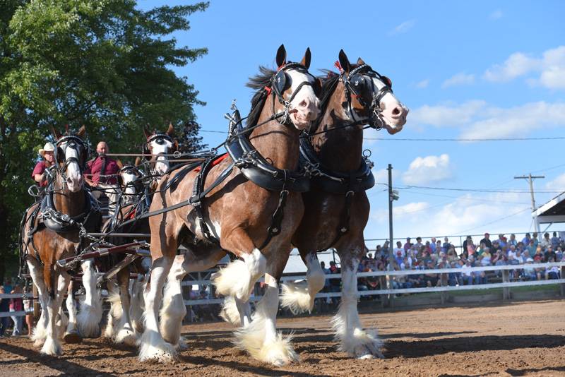 North American 6 Horse Hitch Classic