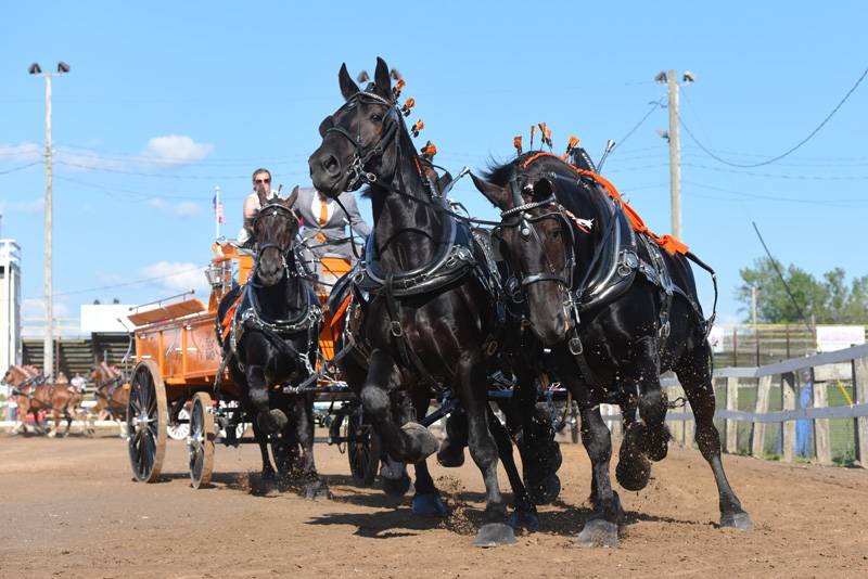 North American 6 Horse Hitch Classic