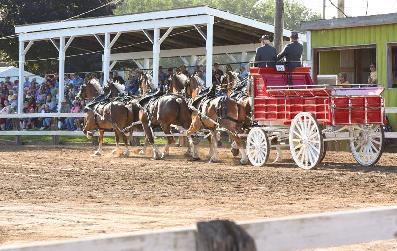 North American 6 Horse Hitch Classic