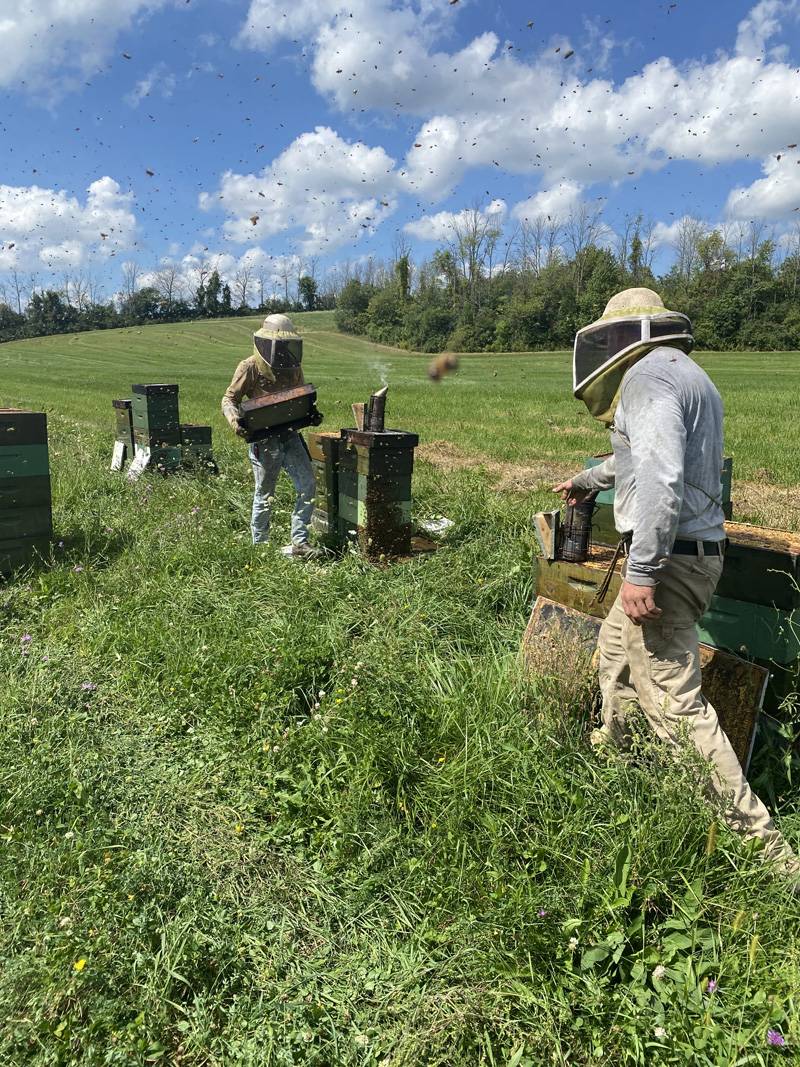 bees in pembroke