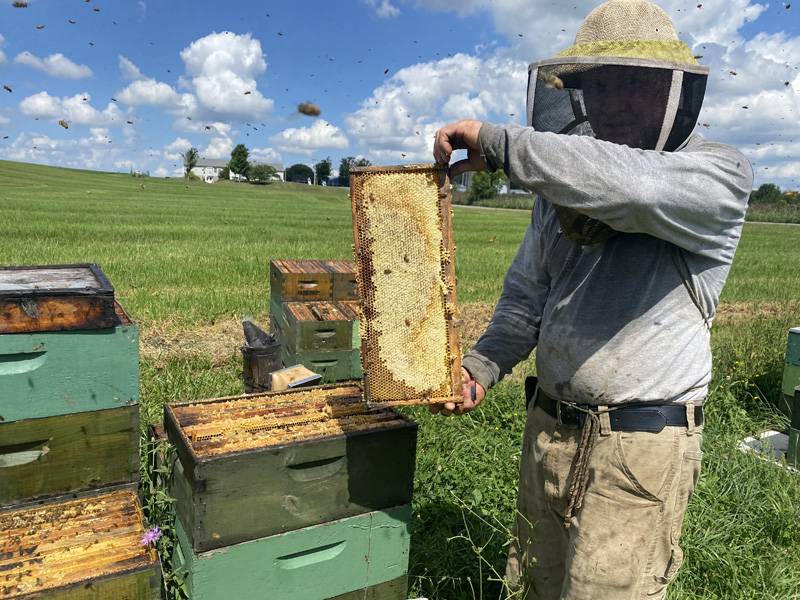 bees in pembroke