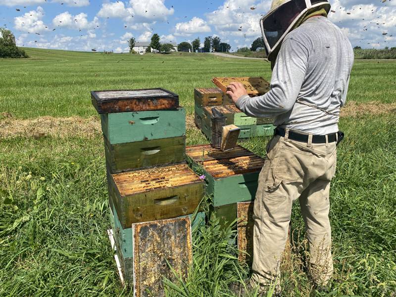 bees in pembroke