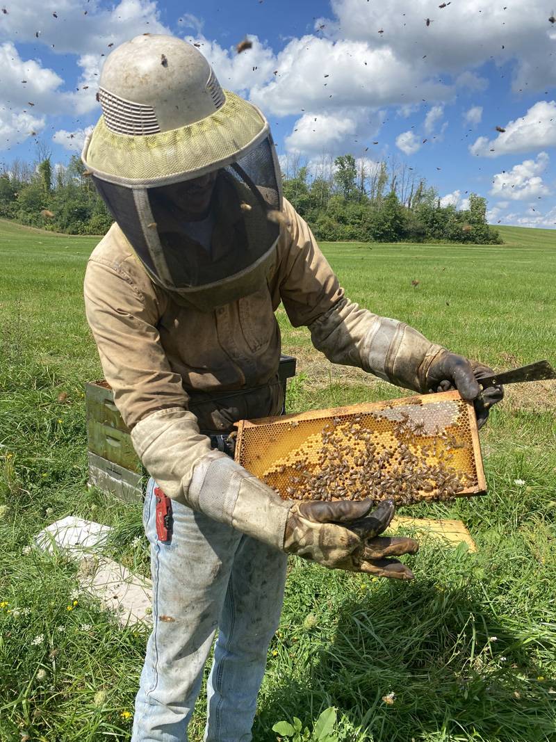 bees in pembroke