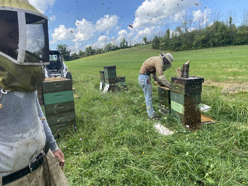 bees in pembroke