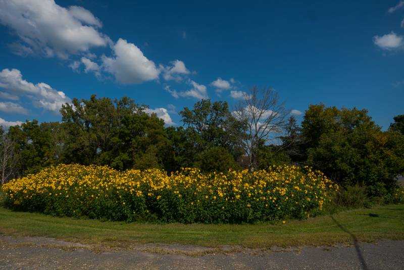 elba daisies