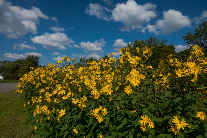 elba daisies