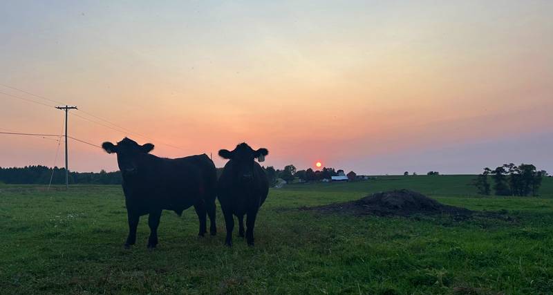 sunset on griswold road