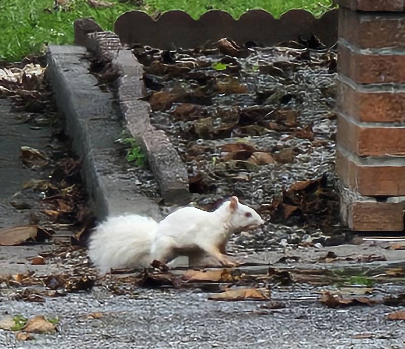 albino squirrel