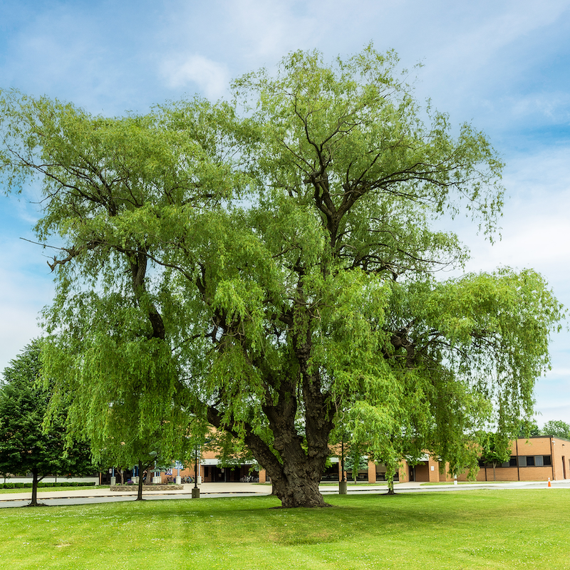 bcsd-willow-tree-photo.png