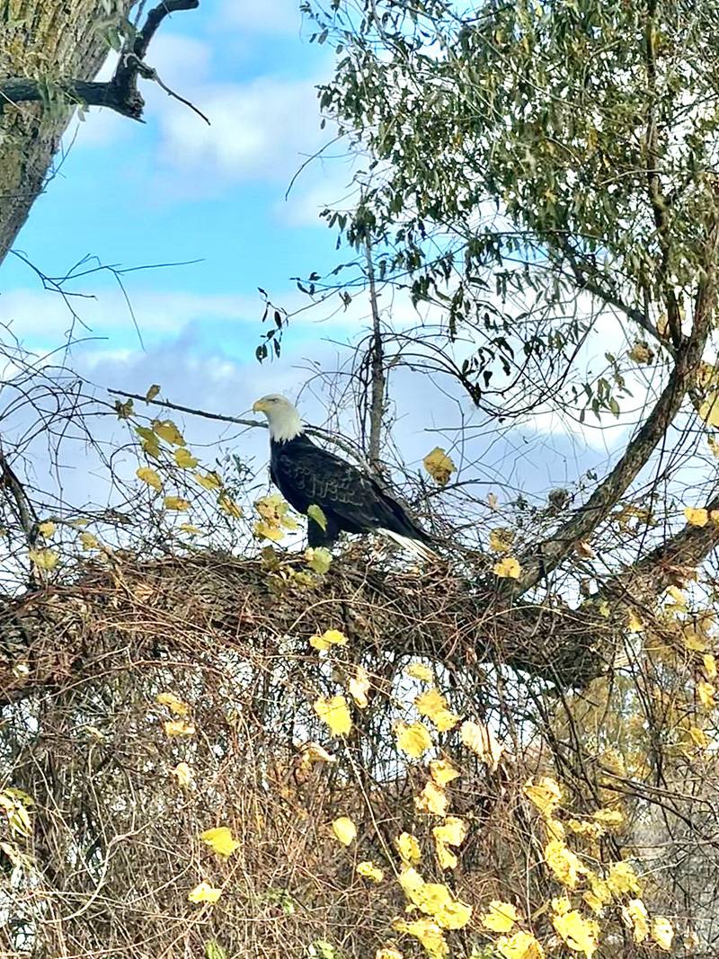 bald eagle