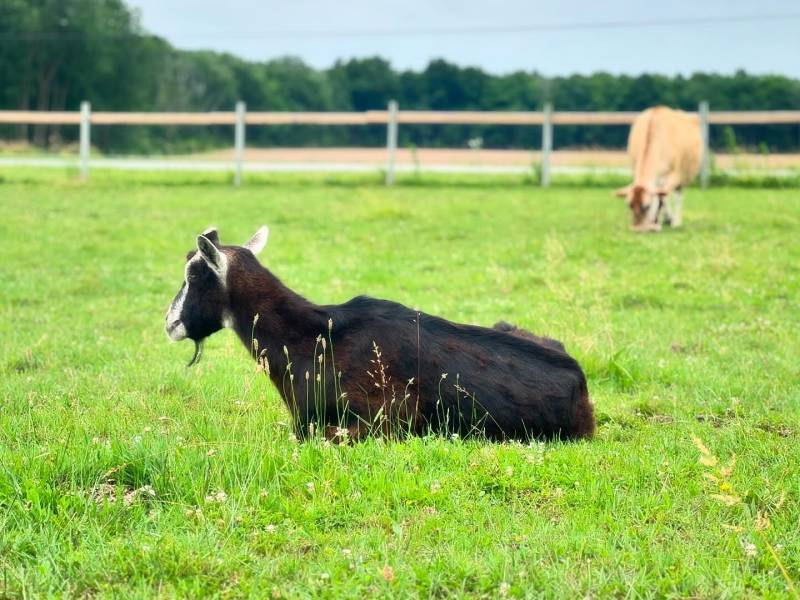 Sid in pasture with Rem