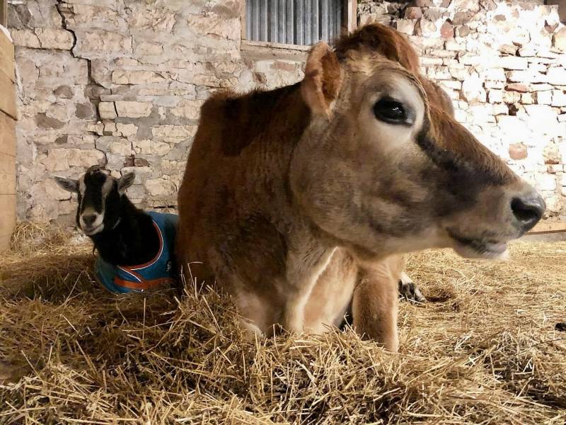 Sid with Rem at Mockingbird Farm