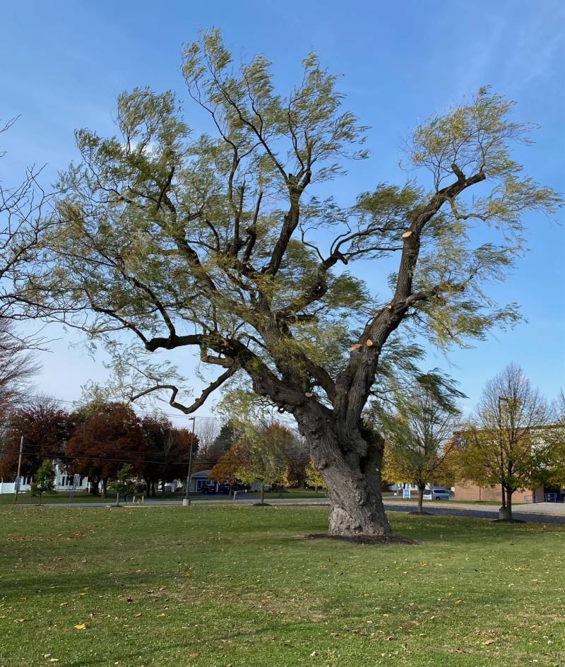 BHS willow tree cuts