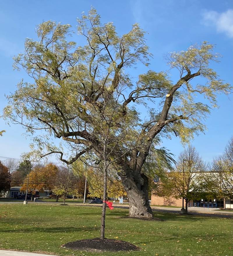 BHS willow tree trim