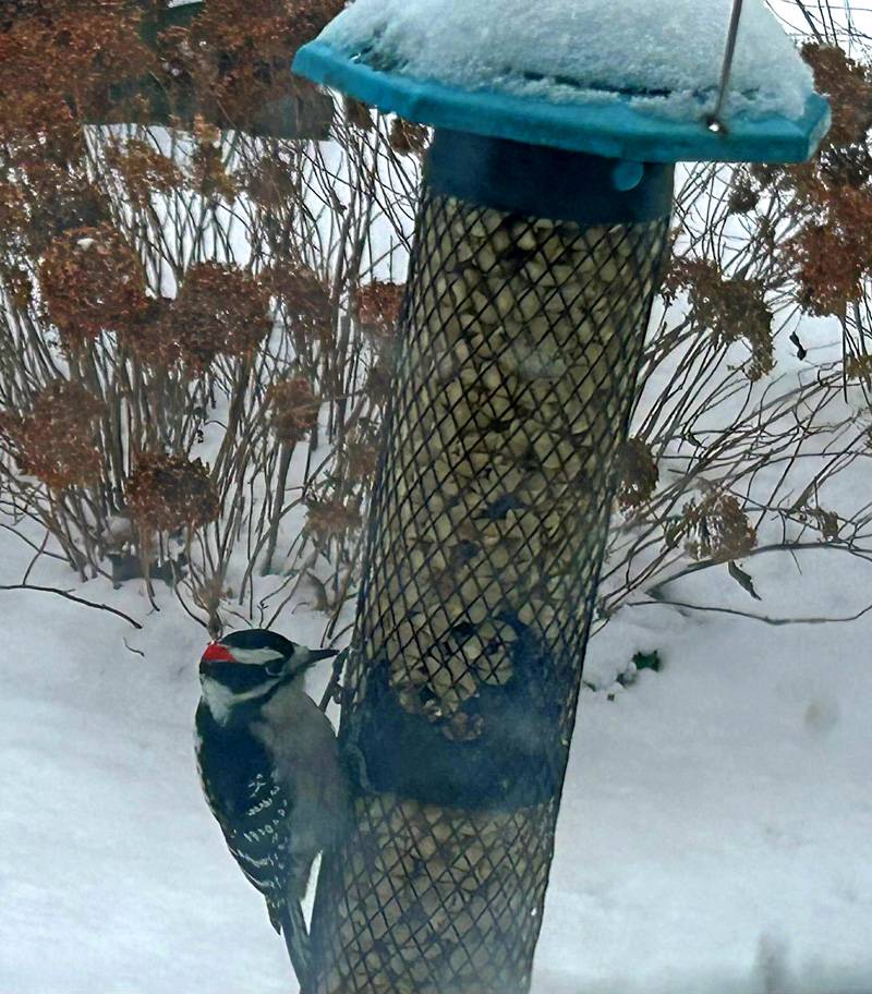 backyard birds