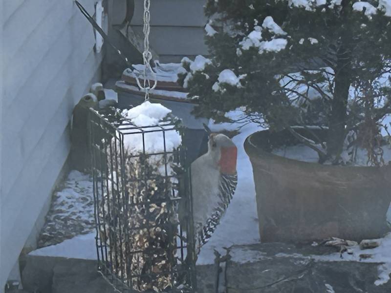 Red-bellied woodpecker Feb. 1