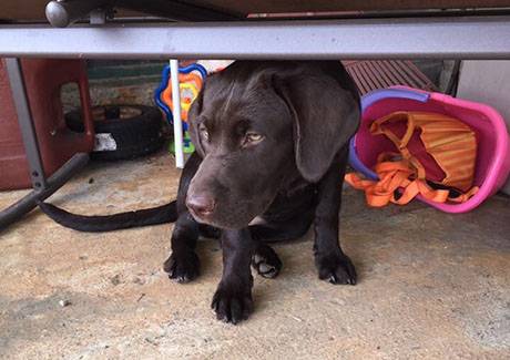 Missing sales chocolate lab