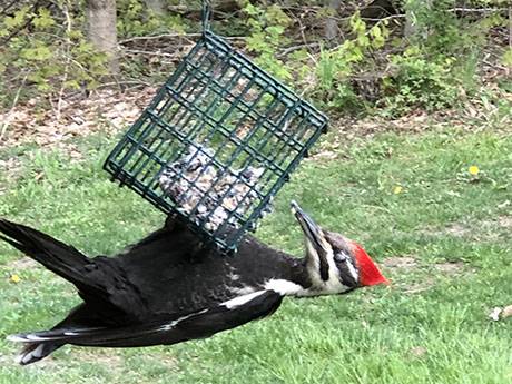 Pileated Woodpecker Portrait Stock Photo  Download Image Now  Pileated  Woodpecker Animal Nest Tree  iStock