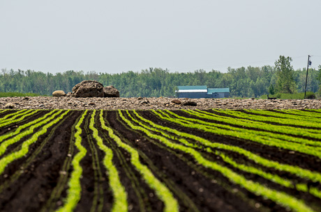 muck field