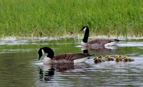 Photos: A nature walk in Batavia | The Batavian