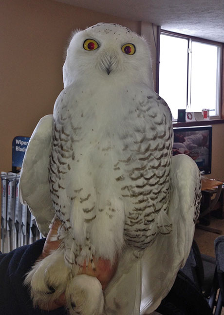 snowy owl taxidermy