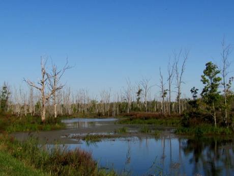 Oak Orchard Wildlife Management Area | The Batavian